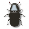 +bug+insect+pest+Pine+Beetle+ clipart