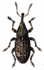 +bug+insect+pest+Pissodes+ clipart