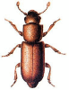 +bug+insect+pest+Pityophagus+ clipart