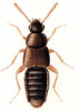 +bug+insect+pest+Placusa+ clipart