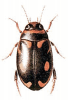 +bug+insect+pest+Platambus+ clipart