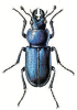 +bug+insect+pest+Platycerus+ clipart