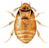 +bug+insect+pest+Platypsyllus+ clipart