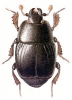 +bug+insect+pest+Platysoma+ clipart
