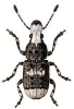 +bug+insect+pest+Platystomos+ clipart