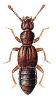 +bug+insect+pest+Plectophloeus+ clipart