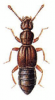 +bug+insect+pest+Plectophloeus+ clipart