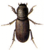 +bug+insect+pest+Pleurophorus+ clipart