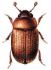 +bug+insect+pest+Pocadius+ clipart