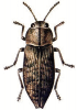 +bug+insect+pest+Poecilonota+ clipart