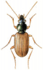 +bug+insect+pest+Pogonus+ clipart