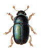 +bug+insect+pest+Pollen+Beetle+ clipart