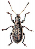 +bug+insect+pest+Polydrusus+ clipart