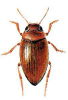 +bug+insect+pest+Porhydrus+ clipart