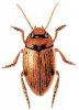 +bug+insect+pest+Potamonectes+ clipart