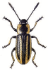 +bug+insect+pest+Prasocuris+ clipart