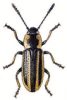 +bug+insect+pest+Prasocuris+ clipart