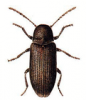 +bug+insect+pest+Priobium+ clipart