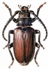 +bug+insect+pest+Prionus+ clipart