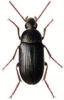 +bug+insect+pest+Prionychus+ clipart