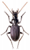 +bug+insect+pest+Pristonychus+ clipart