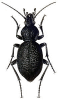 +bug+insect+pest+Procerus+ clipart