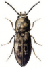 +bug+insect+pest+Prosternon+ clipart