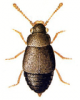 +bug+insect+pest+Proteinus+ clipart