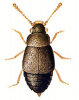 +bug+insect+pest+Proteinus+ clipart