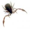 +bug+insect+pest+Pseudoscorpion+3+ clipart