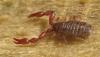 +bug+insect+pest+Pseudoscorpion+ clipart