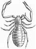 +bug+insect+pest+Pseudoscorpiones+neobisiida+ clipart