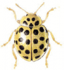 +bug+insect+pest+Psyllobora+ clipart