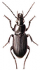 +bug+insect+pest+Pterostichus+ clipart