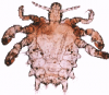 +bug+insect+pest+Pthius+pubis+crab+louse+ clipart