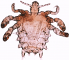 +bug+insect+pest+Pthius+pubis+crab+louse+ clipart