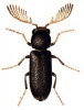 +bug+insect+pest+Ptilinus+ clipart