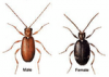 +bug+insect+pest+Ptinus+ clipart