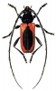 +bug+insect+pest+Purpuricenus+ clipart