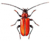 +bug+insect+pest+Pyrrhidium+ clipart