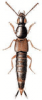 +bug+insect+pest+Quedius+ clipart