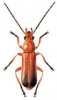 +bug+insect+pest+Rhagonycha+ clipart