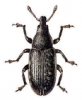 +bug+insect+pest+Rhinocyllus+ clipart