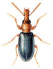 +bug+insect+pest+Rhinosimus+ clipart