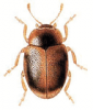 +bug+insect+pest+Rhizobius+ clipart