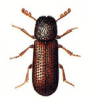 +bug+insect+pest+Rhizopertha+ clipart