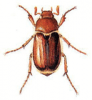 +bug+insect+pest+Rhizotrogus+ clipart