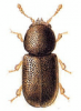 +bug+insect+pest+Rhopalodontus+ clipart