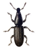 +bug+insect+pest+Rhyncolus+ clipart