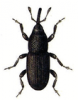 +bug+insect+pest+Rice+Weevil+ clipart